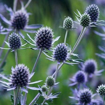 Eryngium planum