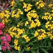 Erysimum Winter Power 2 Ltr