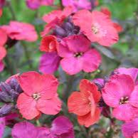 Erysimum Red Jep