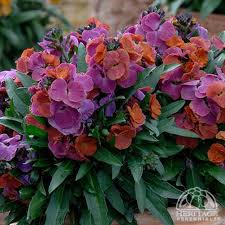 Erysimum Winter Passion