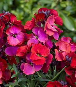 Erysimum Winter Passion