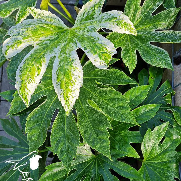 FATSIA japonica Spiders Web