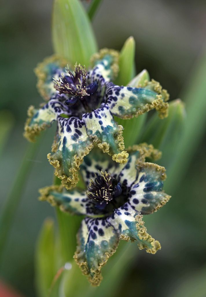 FERRARIA CRISPA