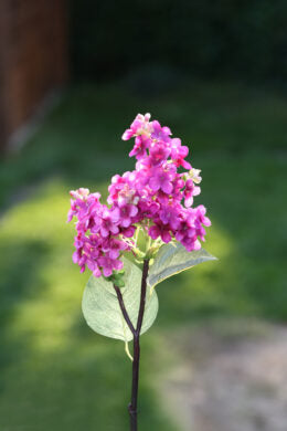 Lilac-Short Stem-Dark Pink