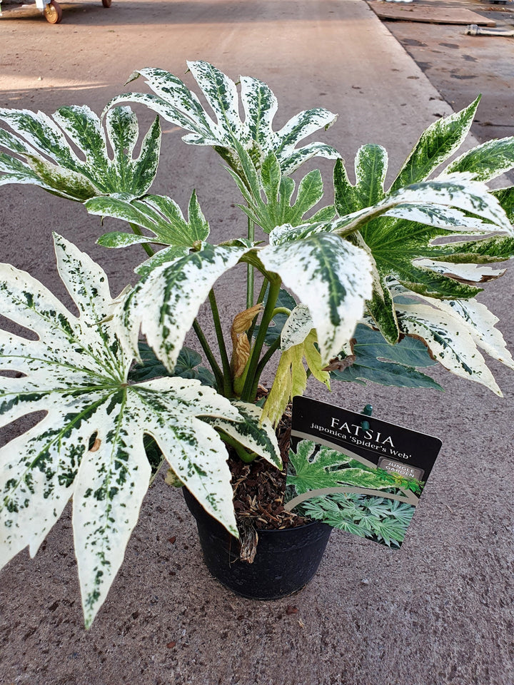 FATSIA japonica Spiders Web