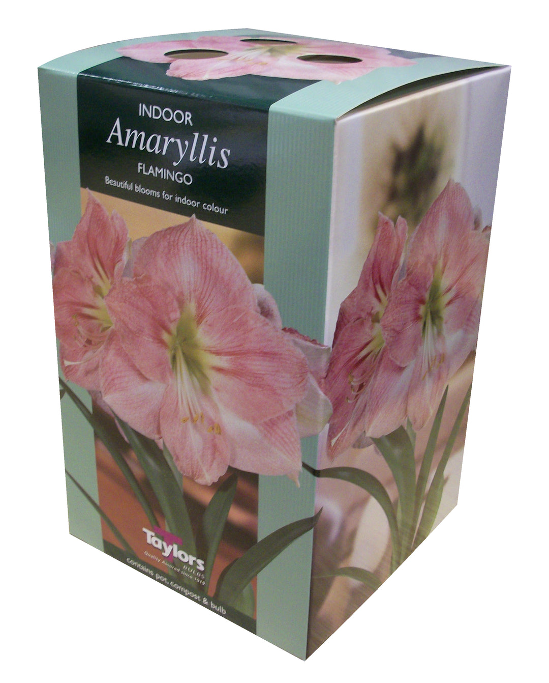 AMARYLLIS FLAMINGO