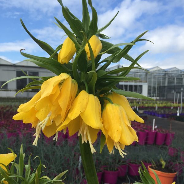 Fritillaria imperalis Lutea