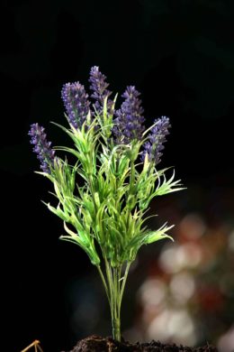 Lavender Purple Bunch