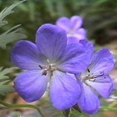 Geranium Johnsons Blue  2 Ltr pot