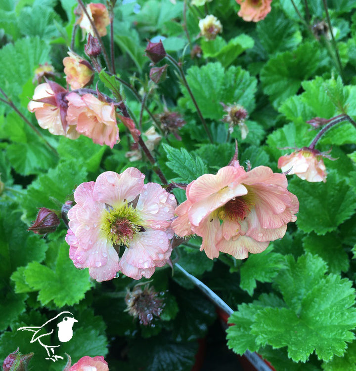 Geum Mai Tai