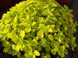 Oregano  Golden