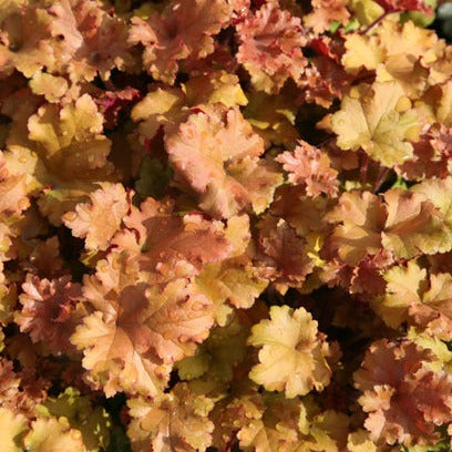 HEUCHERA Marmalade