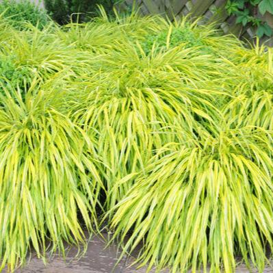 Hakonechloa macra Aureola