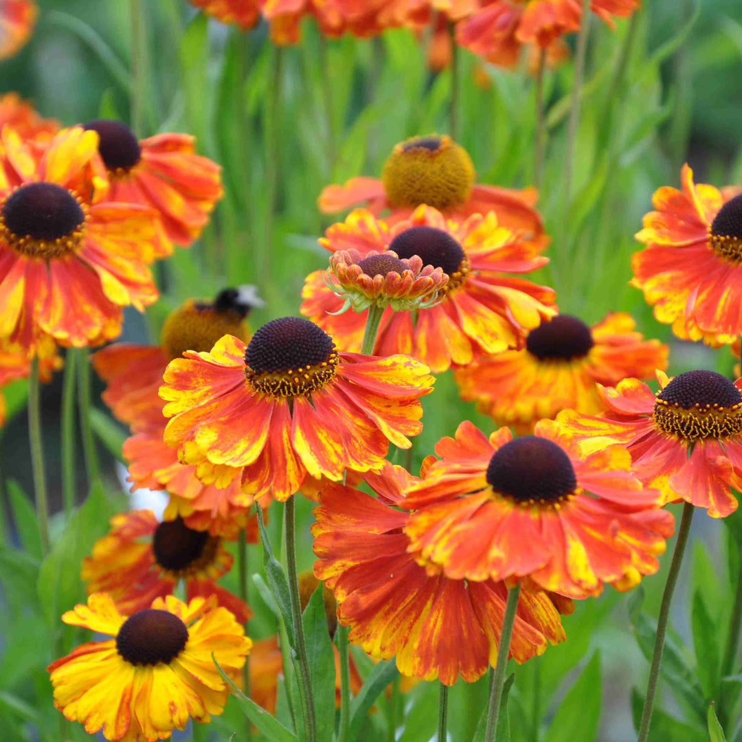 Helenium Moerheim Beauty