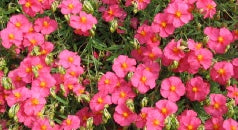 Helianthemum-Bunbury-Plant