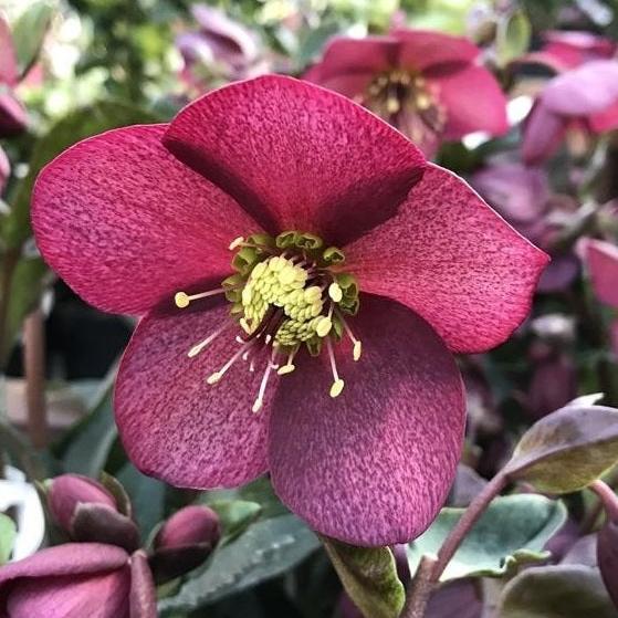 Helleborus (HGC) Ice NRoses early red