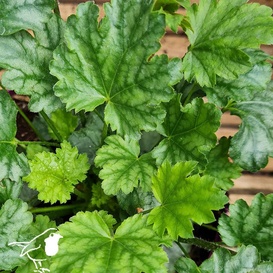 HEUCHERA-Paris-Leaf