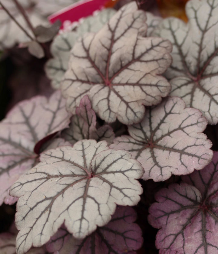 Heuchera Sugar Plum