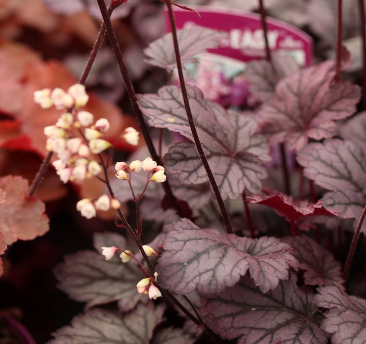 Heuchera Shanghai