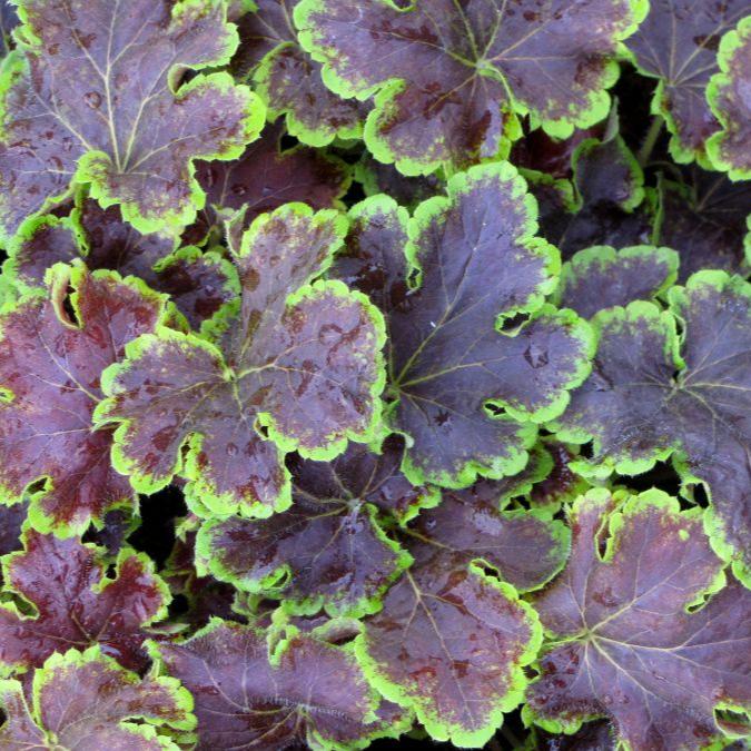 Heucherella Solar Eclipse