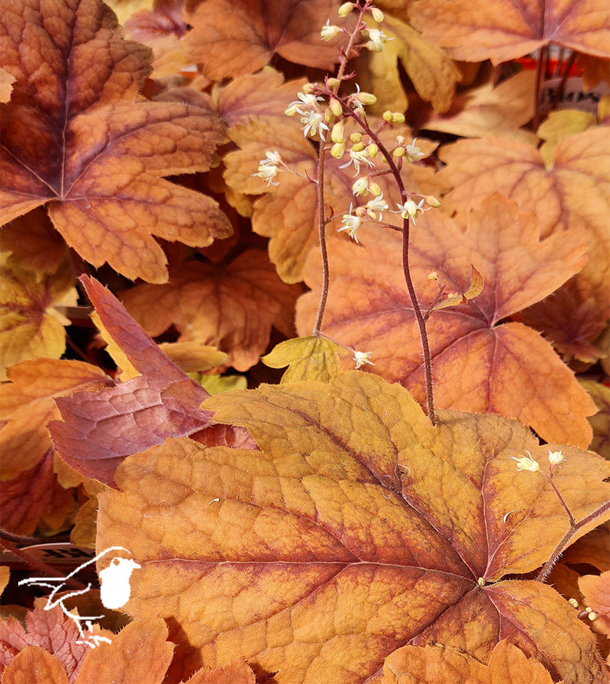 HEUCHERELLA Sweet Tea