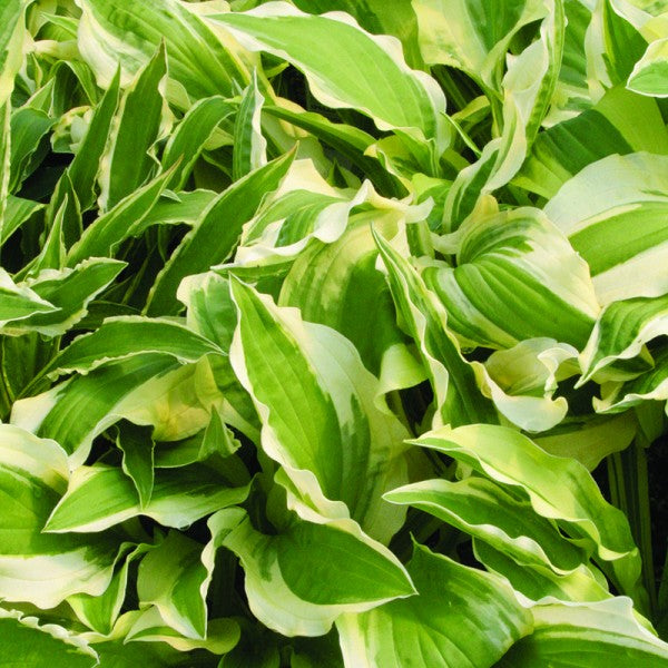 Hosta Ground Master