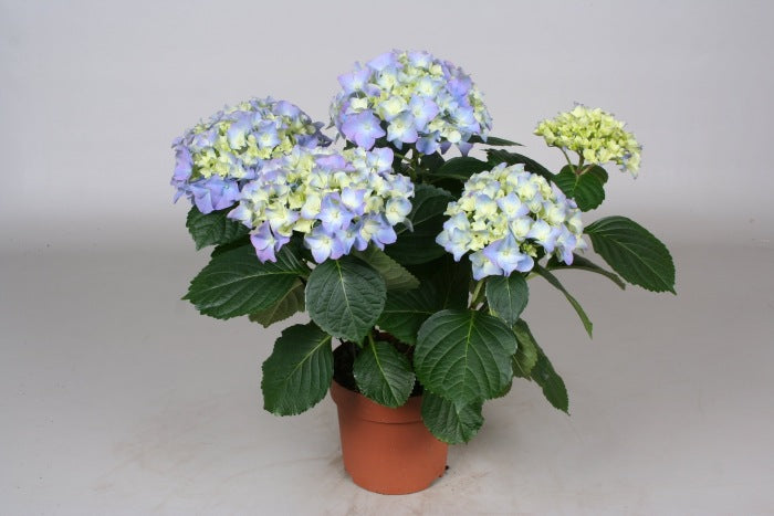 Hydrangea blue(indoor)