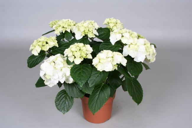 Hydrangea white indoor