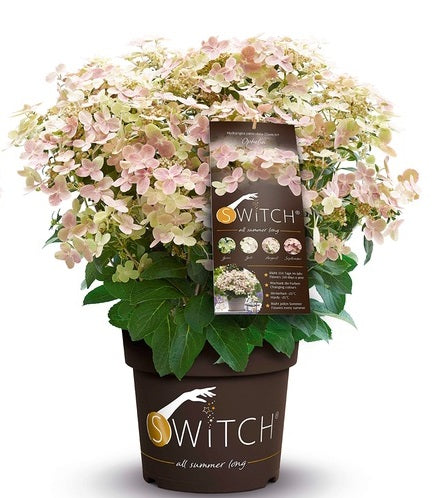 Hydrangea pan. (S)witch Ophelia 3 Ltr pot