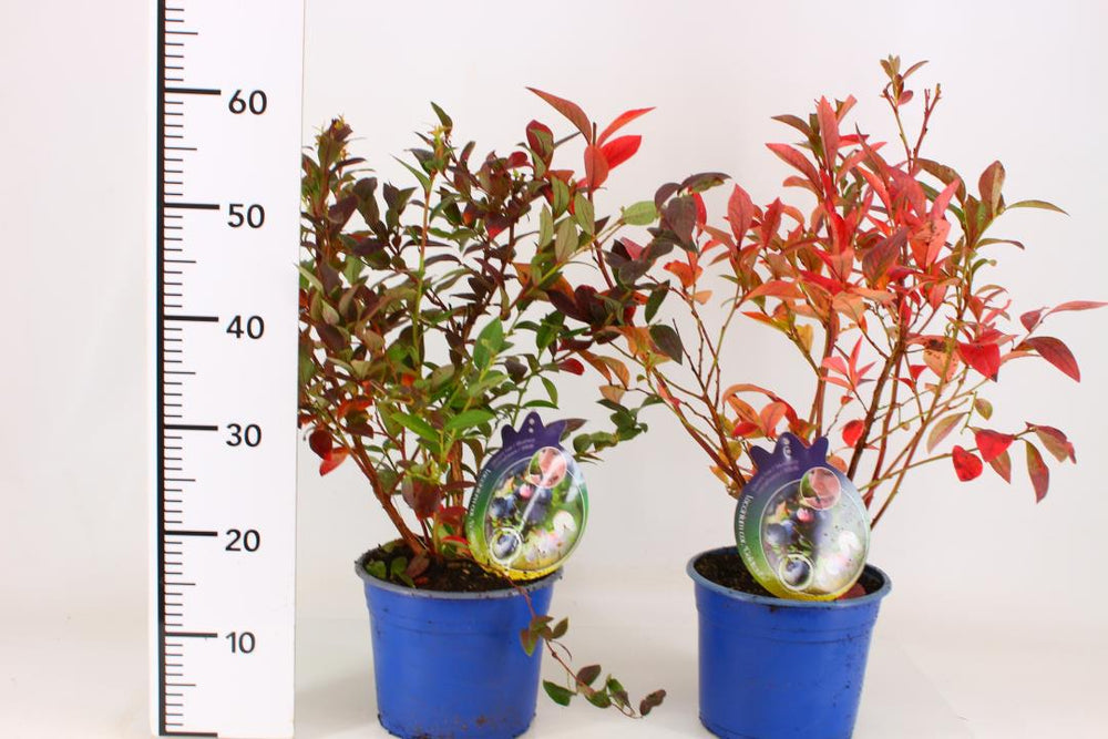 Vaccinium-corymbosum-Potted-1