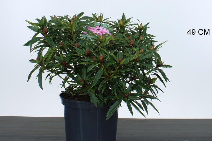 Rhododendron pont. Graziella