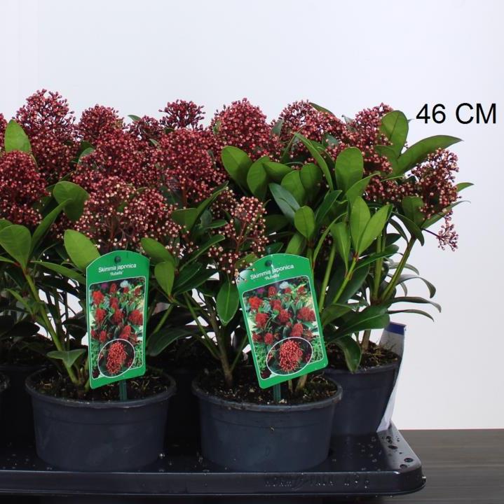 Skimmia jap. Rubella