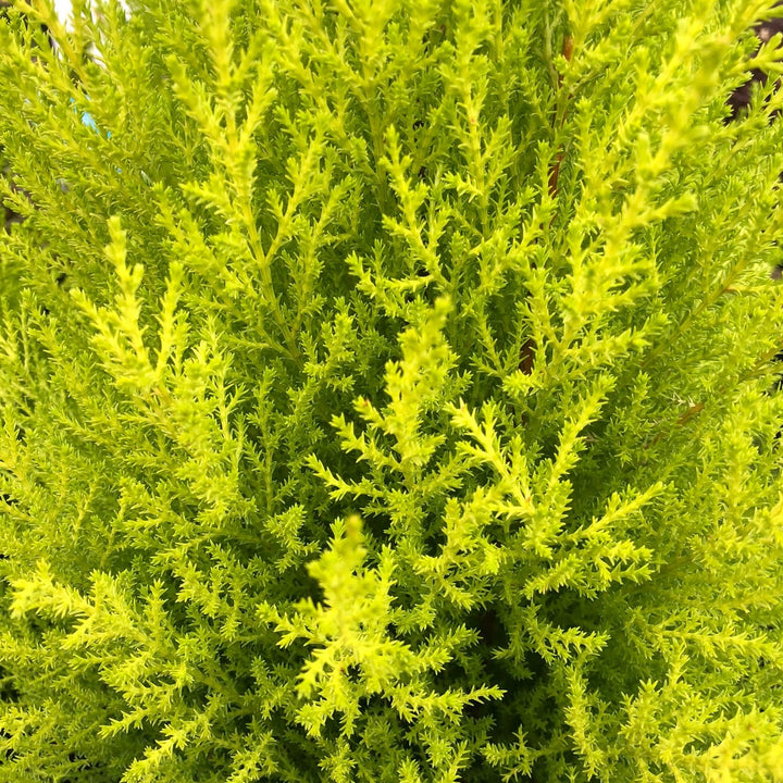 Cupressus-m.-(Goldcrest)-Wilma-Leaf-1