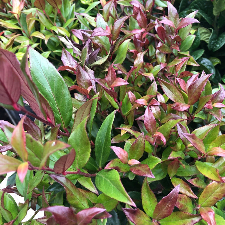 Leucothoe Little Flames