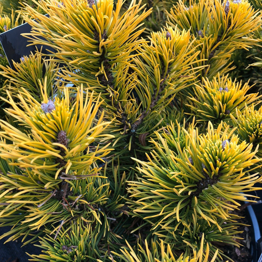 Pinus mugo Carstens Wintergold  25-30 CM C5