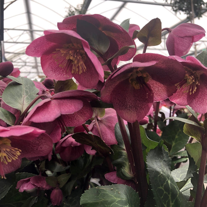 Lenten Rose (Helleborus Charmer)