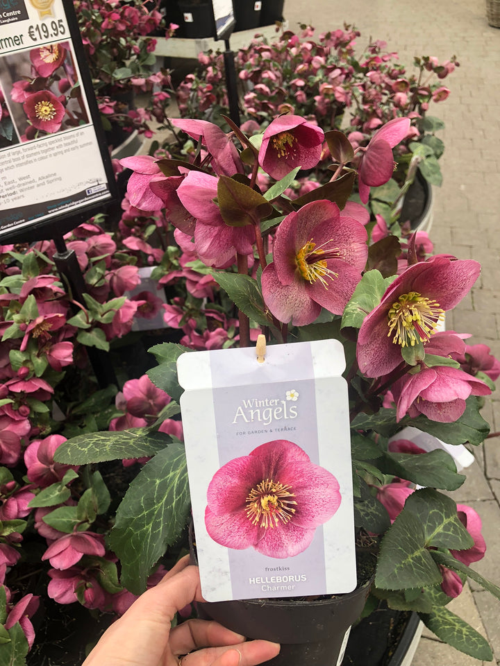 Lenten Rose (Helleborus Charmer)