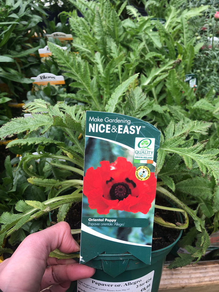 Papaver or. Allegro