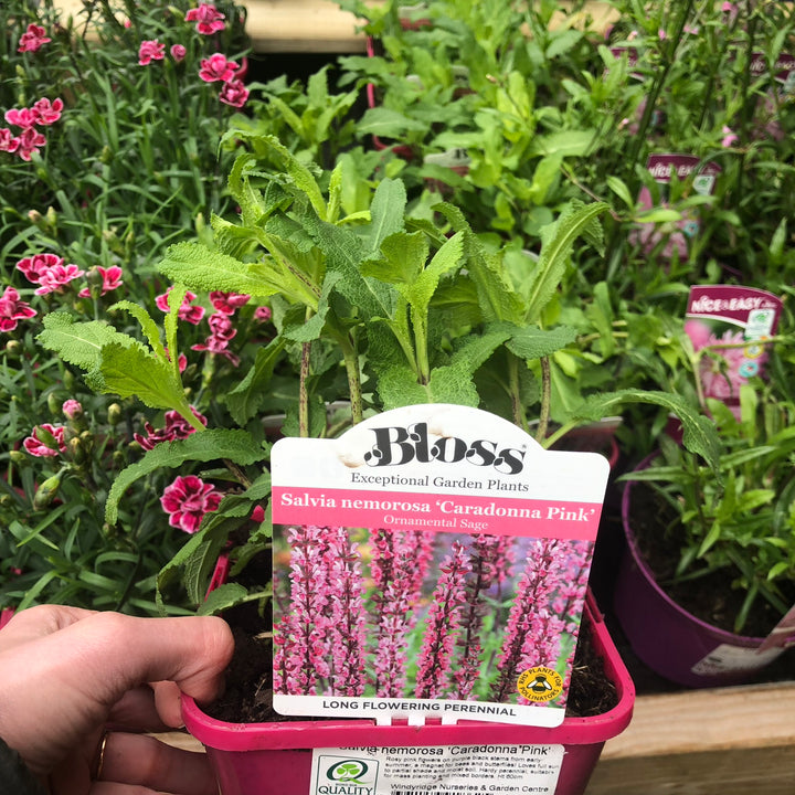 Salvia nemorosa Caradonna Pink