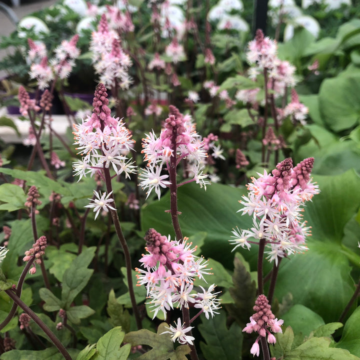 Foam Flower (Tiarella Morning Star)