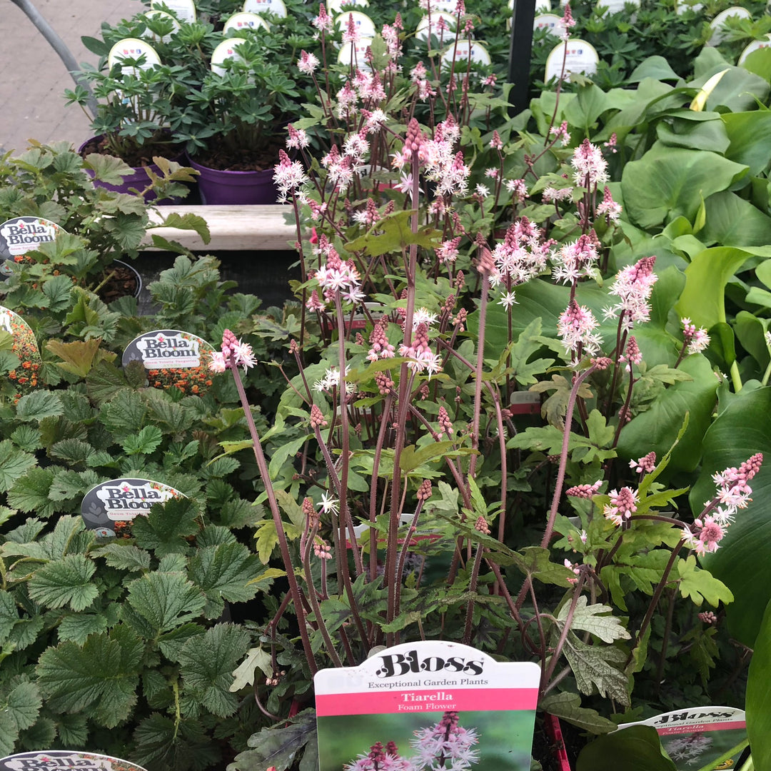 Foam Flower (Tiarella Morning Star)