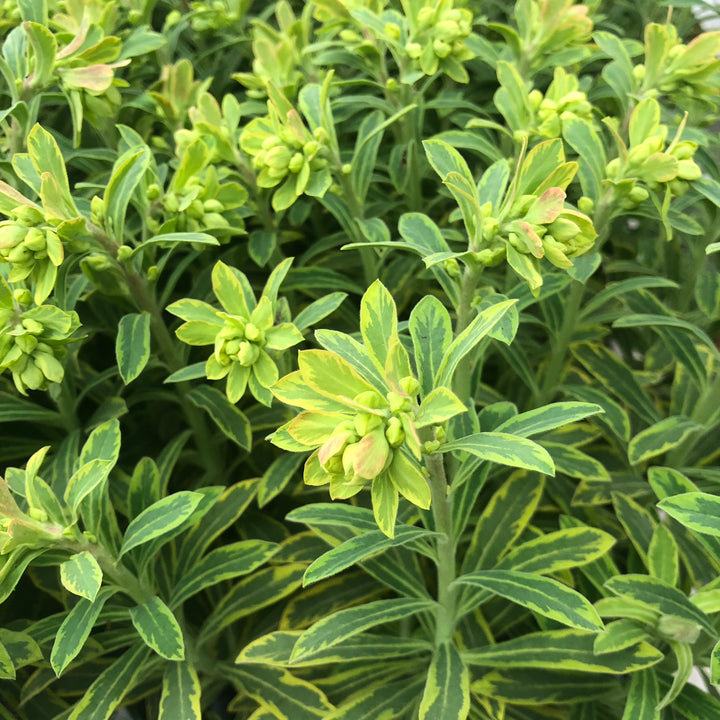 EUPHORBIA ASCOT RAINBOW