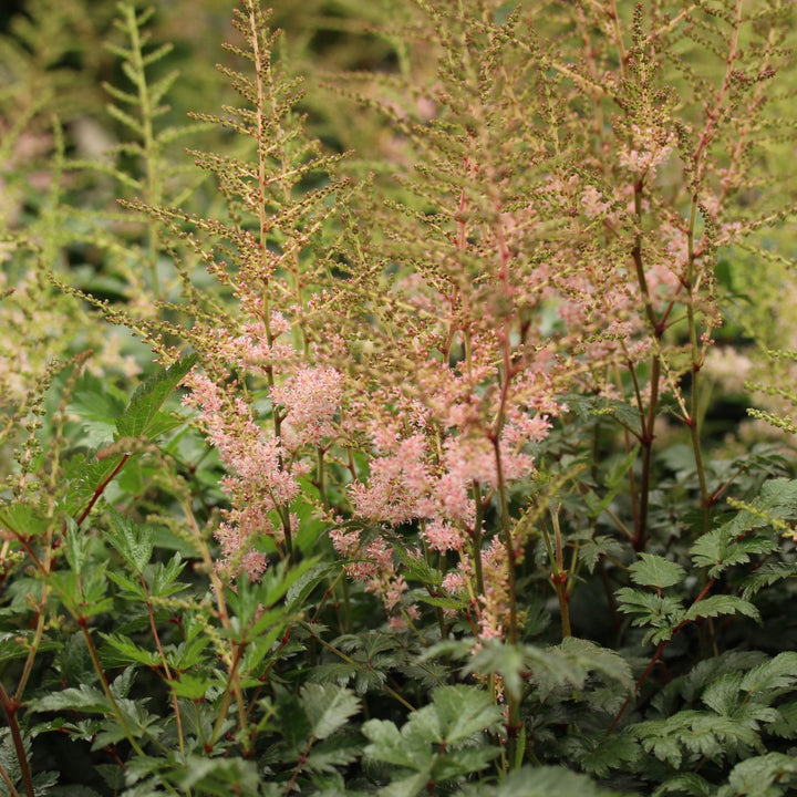 Astilbe Bressingham Beauty