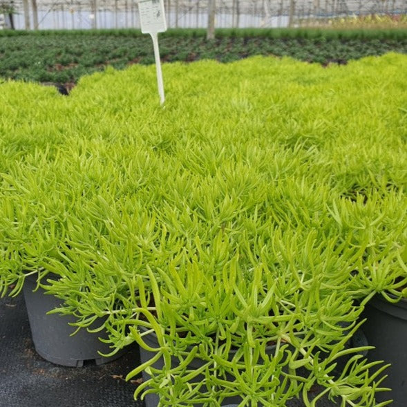 SEDUM reflexum Lemon Ball