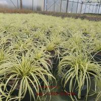 CAREX morrowii Evergold