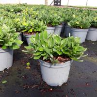 ALSTROEMERIA sp. Summer Rose