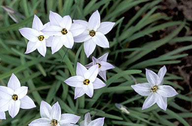 IPHEION UNIFLORUM CHARLOTTE BISHOP X 10