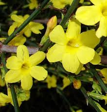 Jasminum nudiflorum