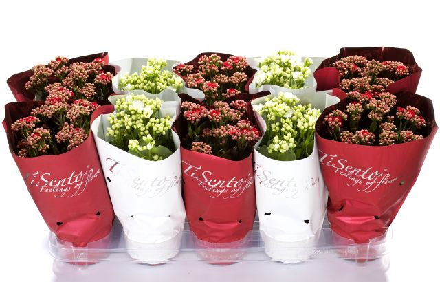 Kalanchoe Calandiva red & white  P12, red & white sleeve