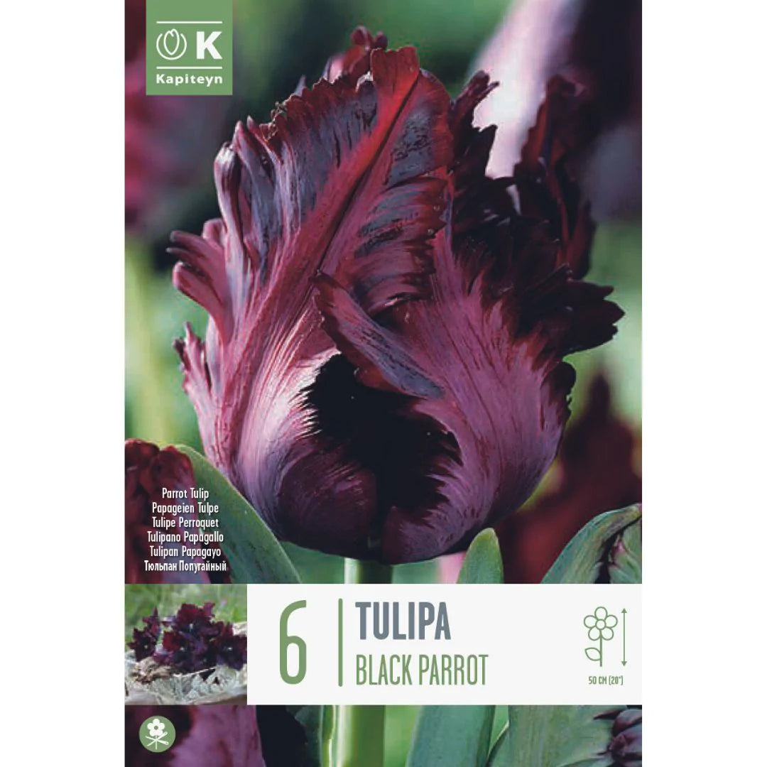 TULIPA BLACK PARROT X 6